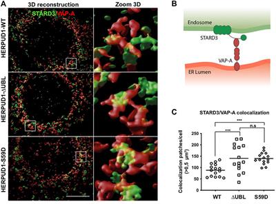 Negative Modulation of Macroautophagy by Stabilized HERPUD1 is Counteracted by an Increased ER-Lysosomal Network With Impact in Drug-Induced Stress Cell Survival